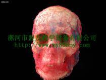 【鑄型標本-圖為頭部動靜脈鑄型標本(正面)】my-01,價格,廠家,圖片,供應商,庫存辦公、文教用品,漯河市盟友教學設備 - 產品庫 - 阿土伯交易網