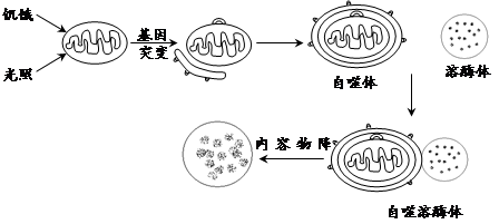 美國生物化學(xué)家卡爾文和他的同事在上個世紀50年代應(yīng)用同位素示蹤技術(shù).即14CO2飼養(yǎng)小球藻.觀察在小球藻光合作用中碳的轉(zhuǎn)化和去向.從而首次揭示了自然界最基本的生命過程.(1)光照下卡爾文給小球藻懸浮液通入14CO2.一定時間后殺死小球藻.同時提取產(chǎn)物并分析.實驗發(fā)現(xiàn).僅僅30秒的時間.放射性代謝產(chǎn)物多達幾十種.縮短時間到7s.題目和參考答案