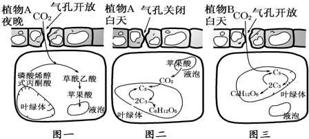 景天科植物的特殊光合作用機制 景天酸代謝（CAM）途徑